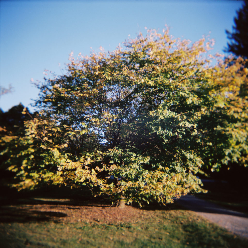 tree holga
