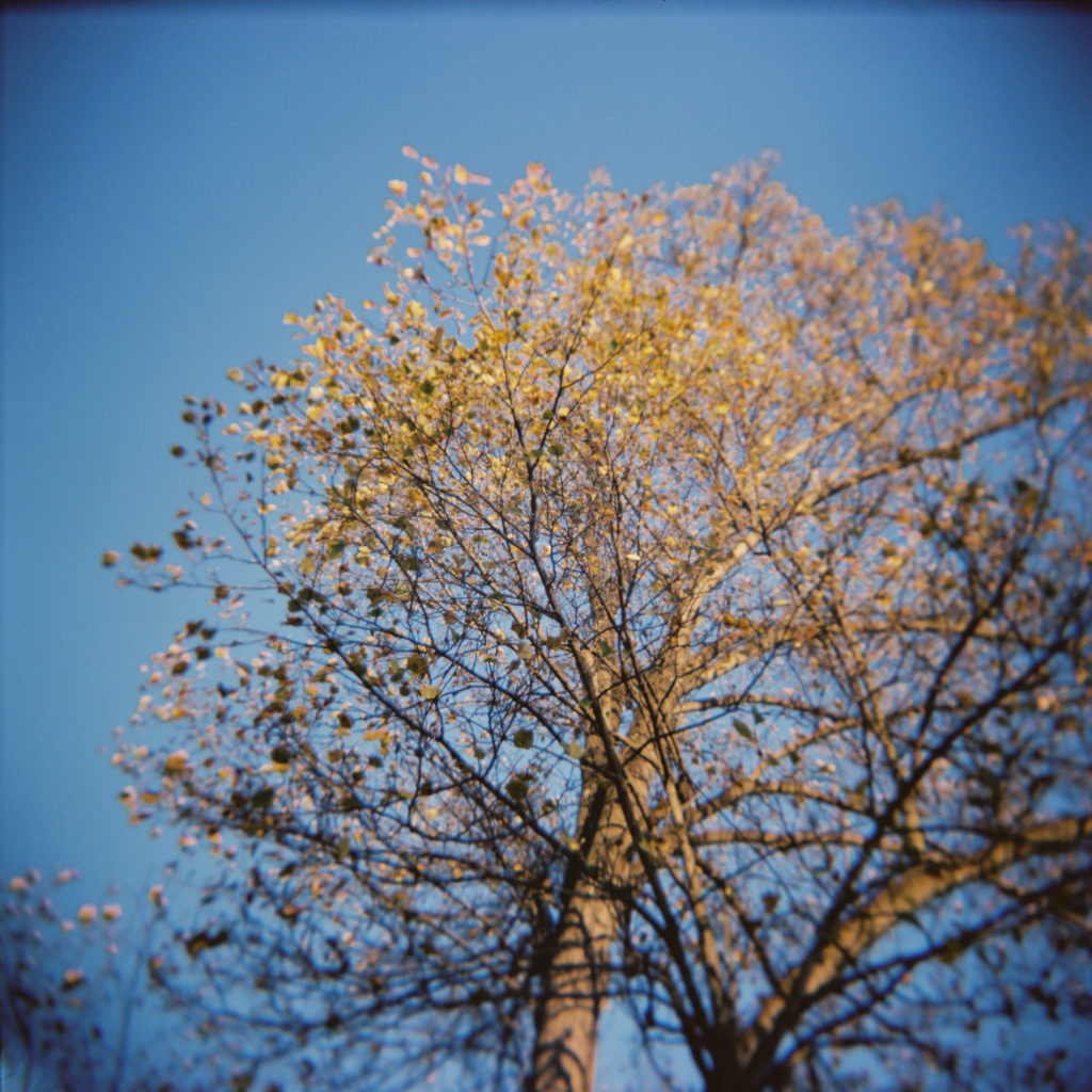 tree holga